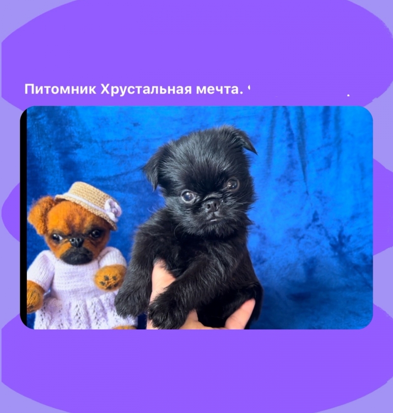 ������� �������� , �������